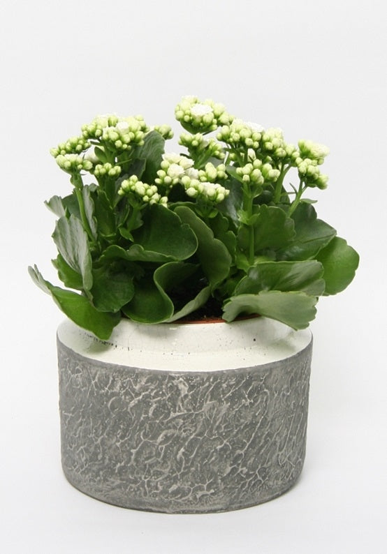 Kalanchoe en gros pot en céramique durban blanc