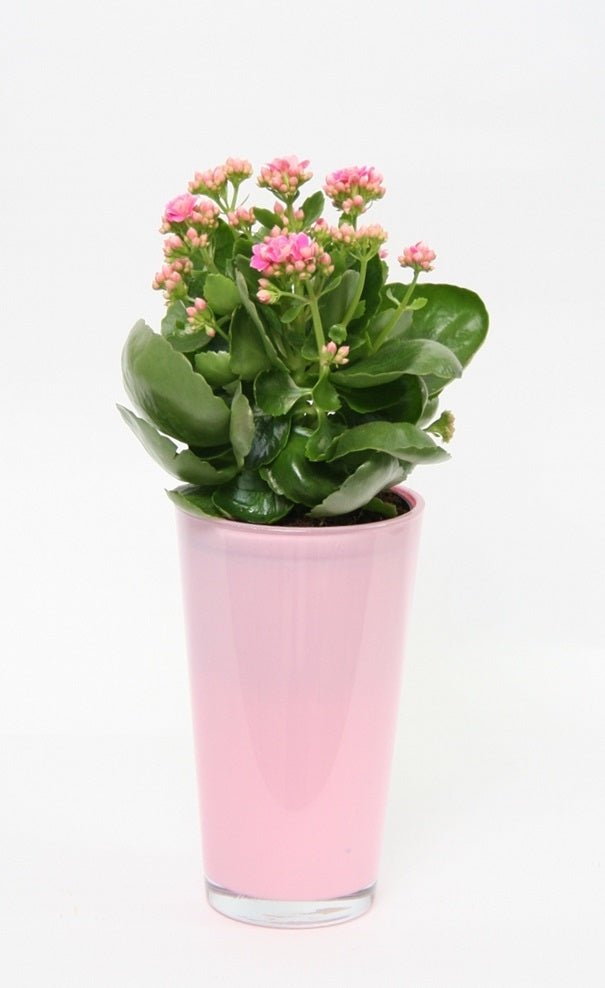 Kalanchoe Cerise in einem hohen Lavendel -Glasspot