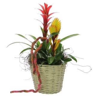 Bromelia -Paket in einem Korbkorb