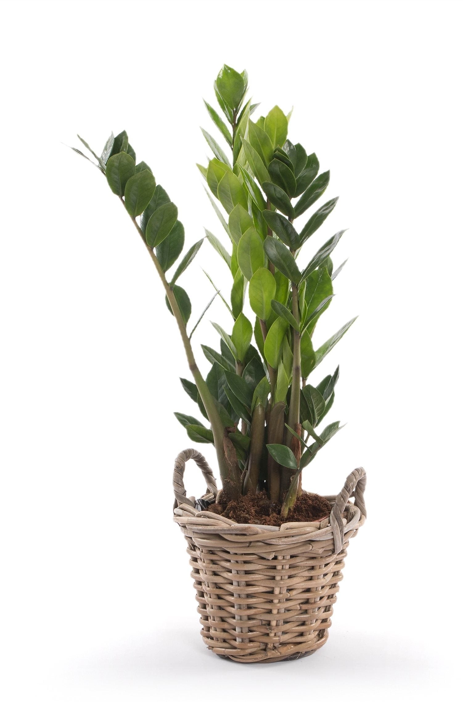 Zamioculcas in a wicker basket