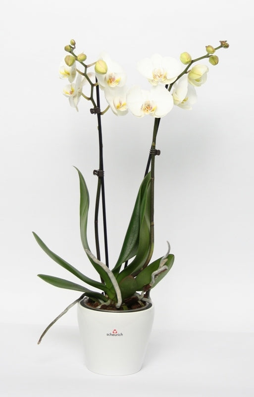 Phalaenopsis Orchidee 2 Zweige in Keramik Tulipa White