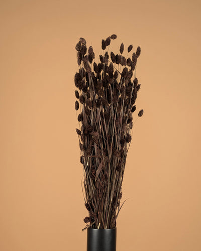 Gedroogde phalaris – donker bruin