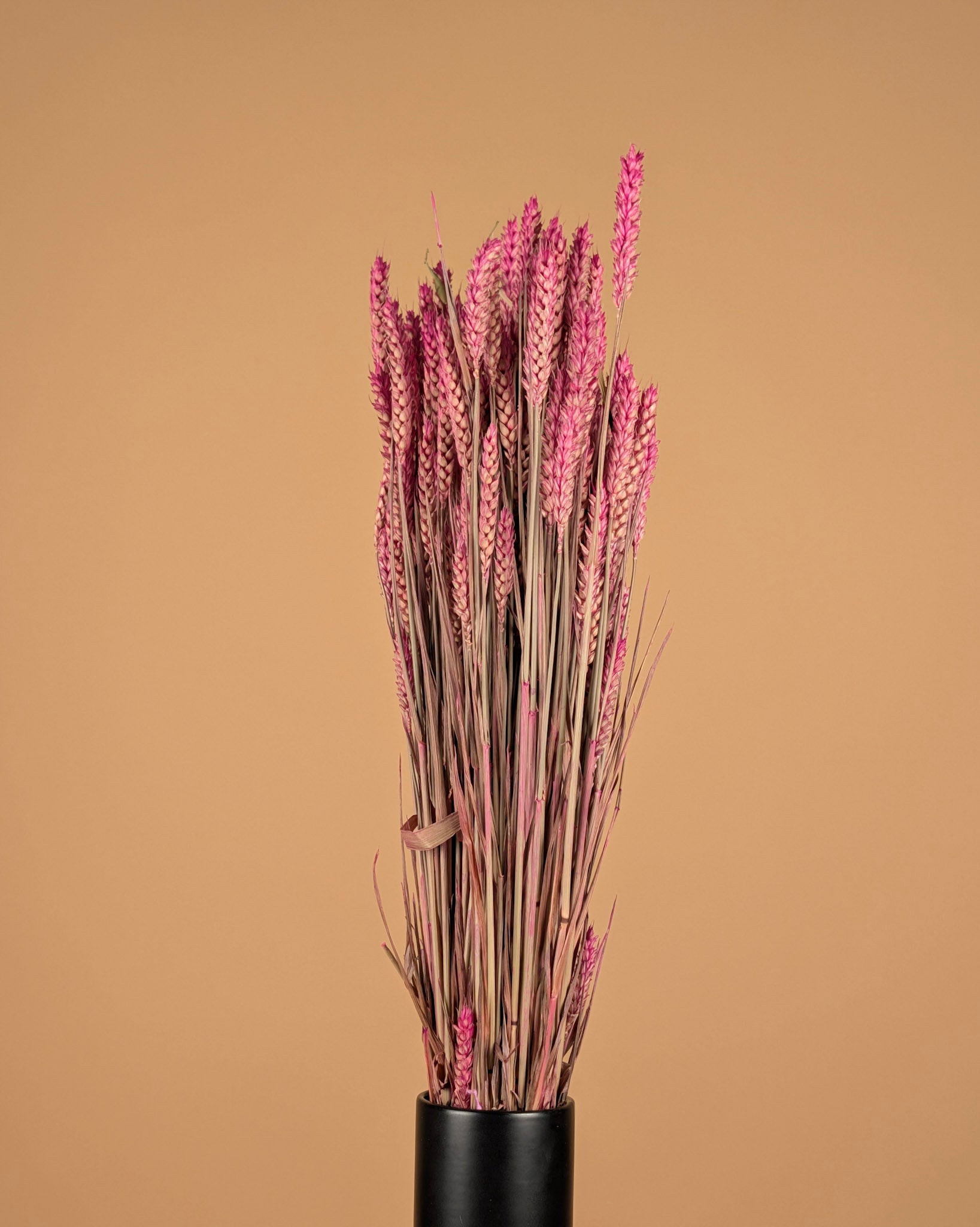 Blé rose foncé (triticum)