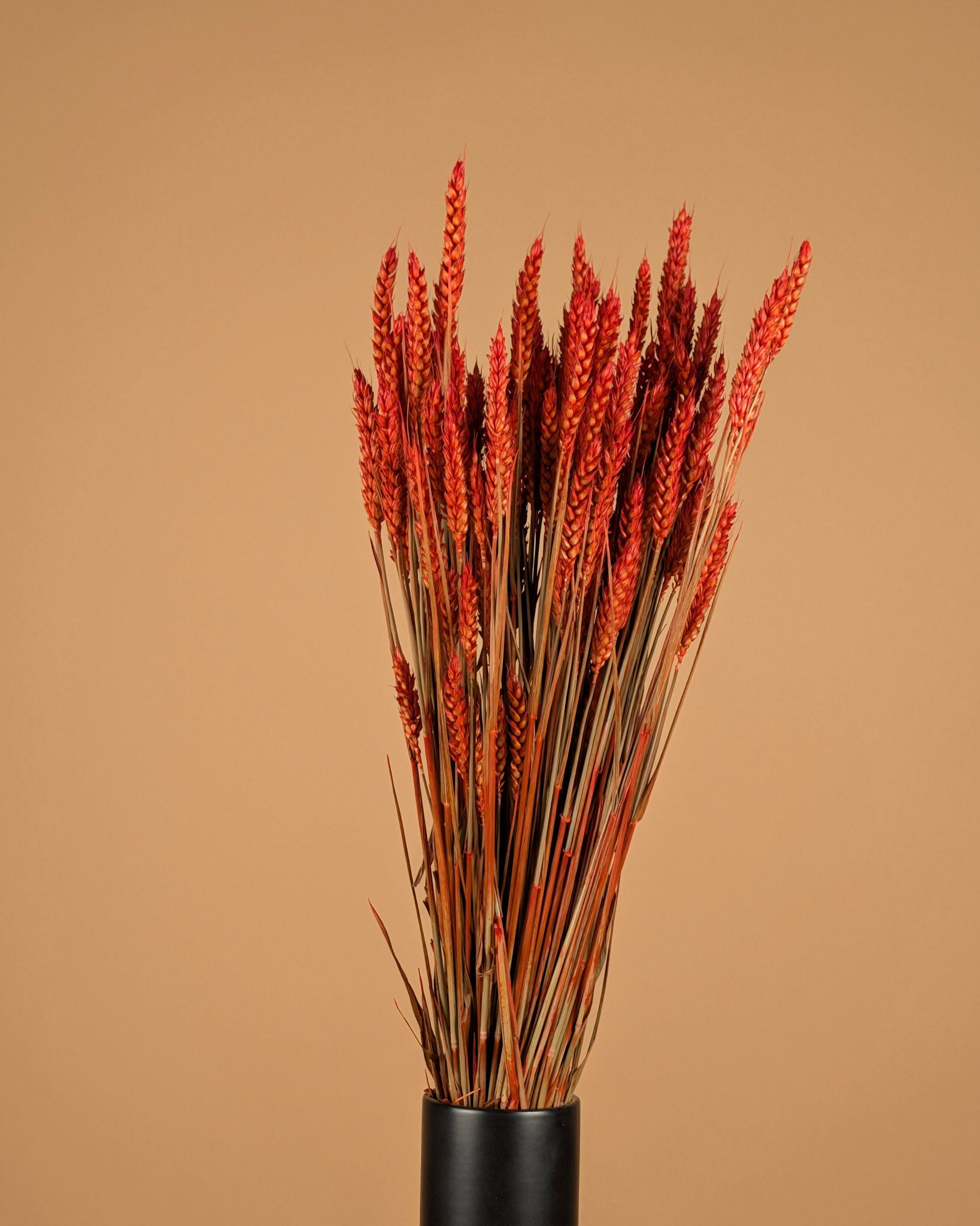 Blé séché orange foncé (triticum)