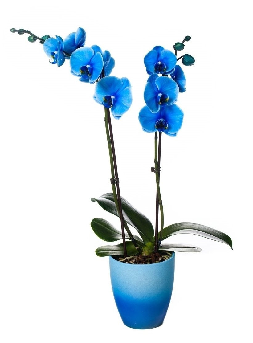 Phalaenopsis Orchid Blue 2 Branches en céramique Changement