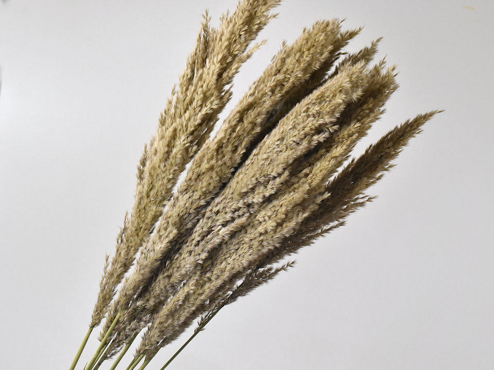 Pampas Grass Plumes beige séché