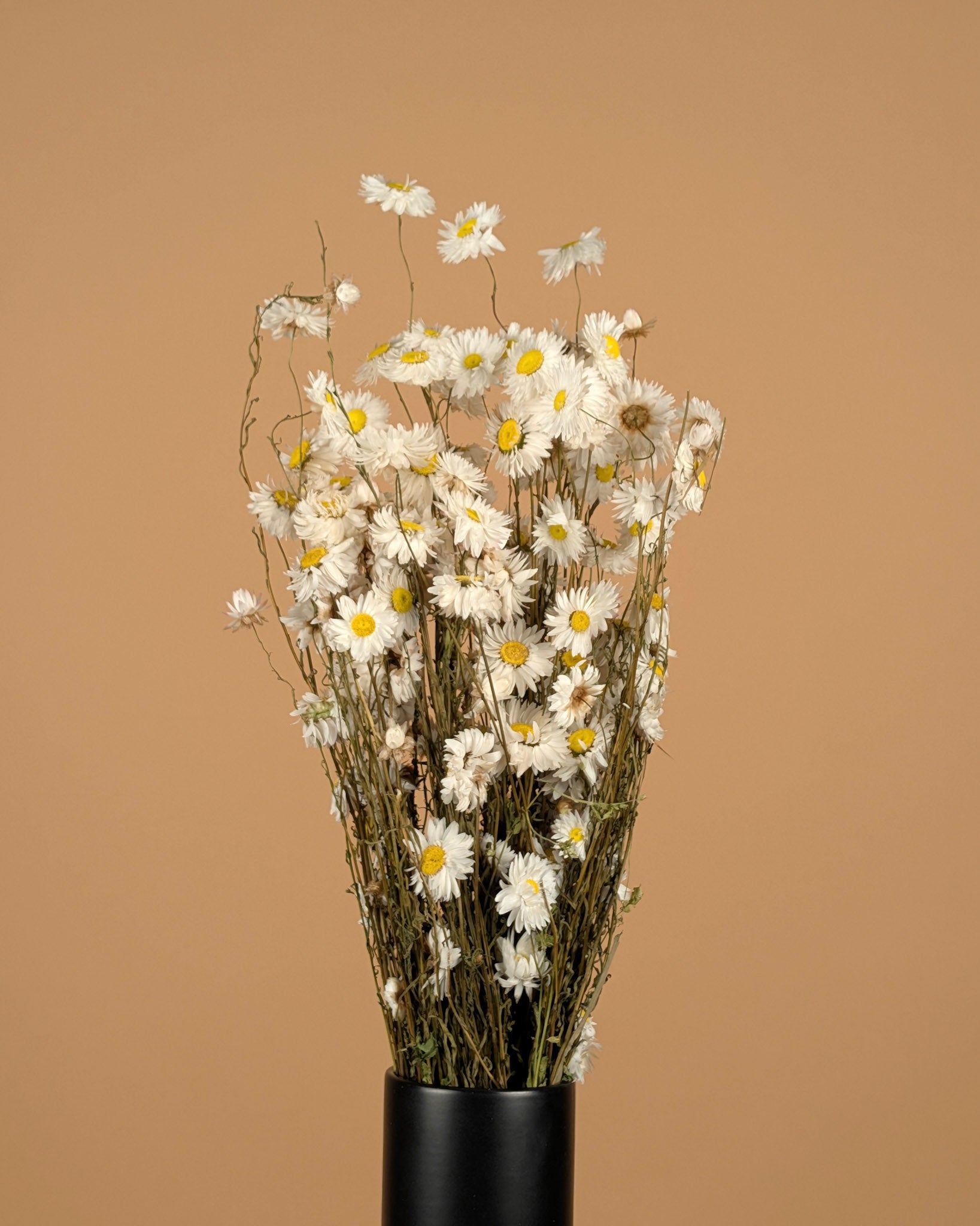 Gedroogde acroclinium – wit