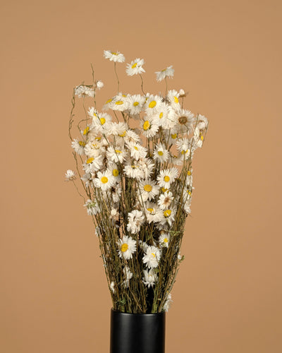 Gedroogde acroclinium – wit