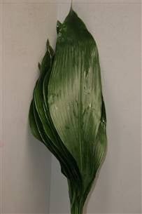 10 aspedistra leaf medium