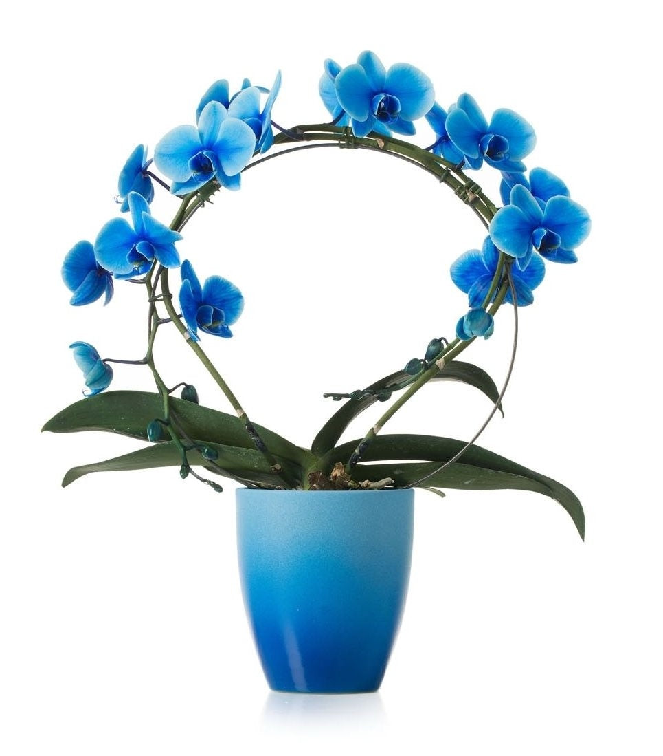 Phalaenopsis orchidée bleu arc en céramique change bleu