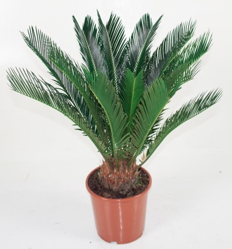 Cycas Revoluta dans le pot de culture 10-12 plumes