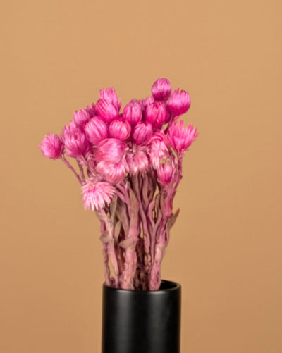 Gedroogde helichrysum vestitum – roze