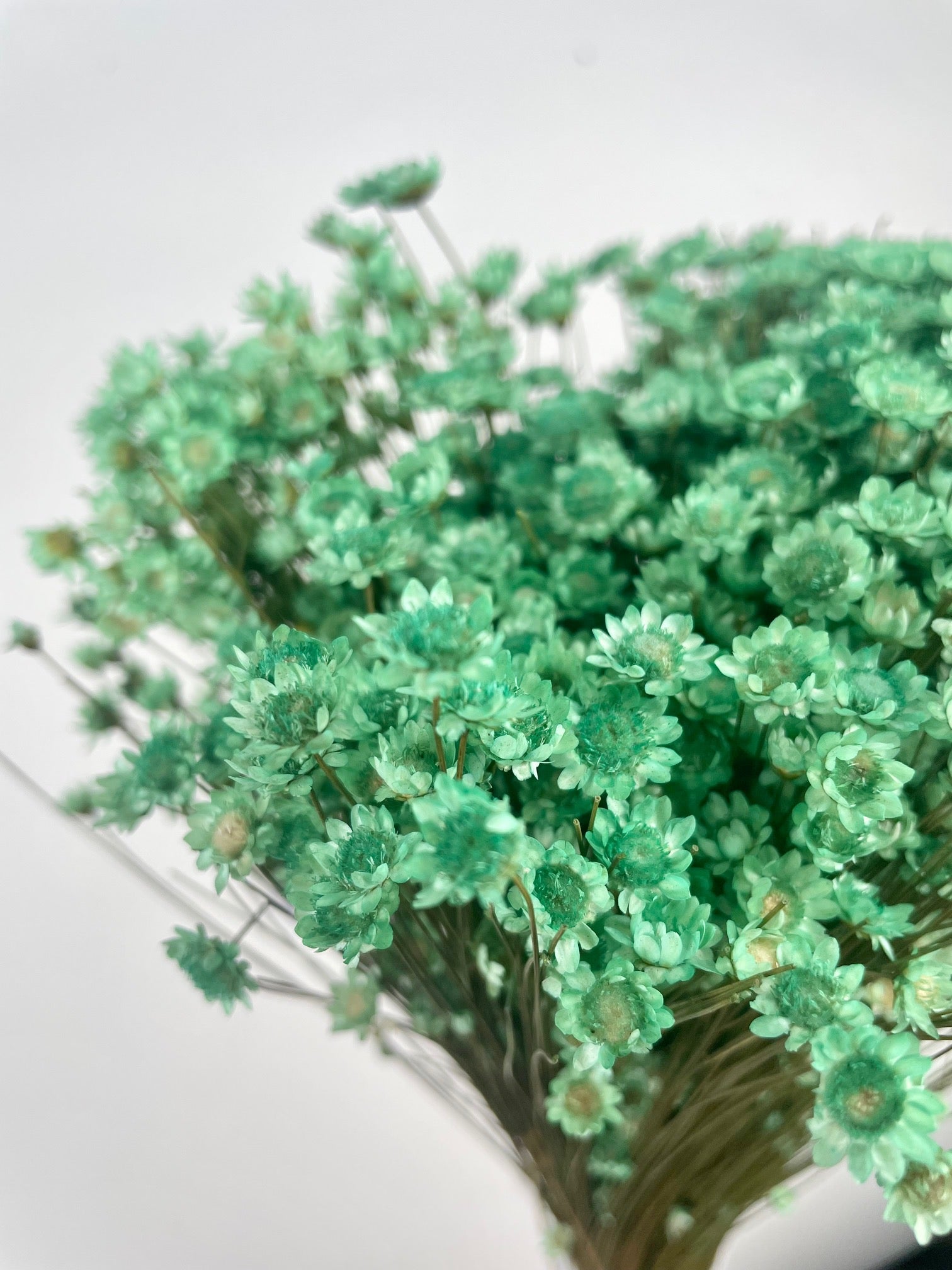 Jazilda mint green dried