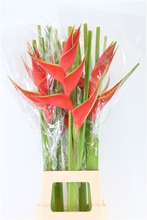 Heliconia par 3 pièces disponibles en 3 couleurs