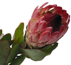 Protea Flowers with Steel Long