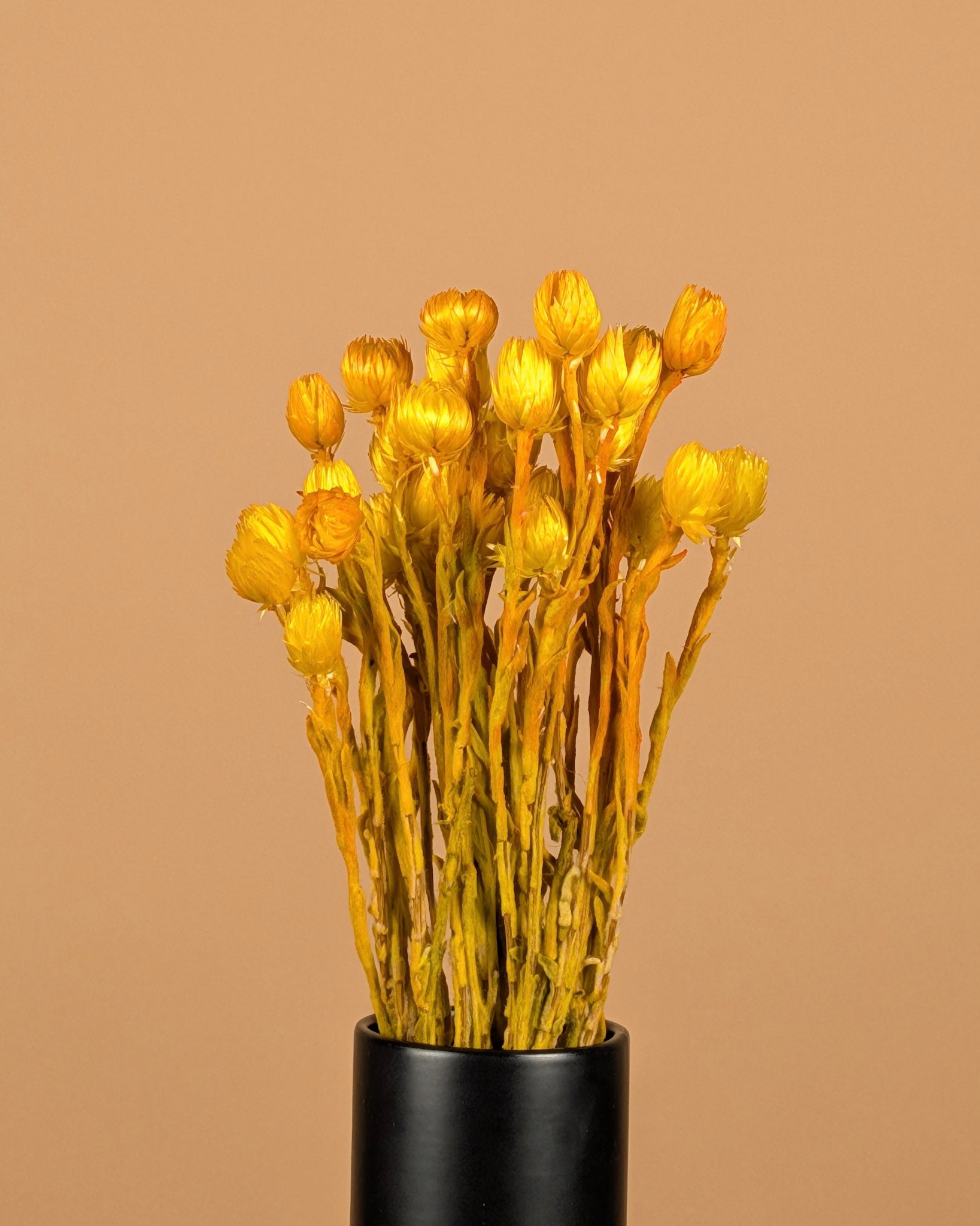 Helichrysum Vestitum Geel