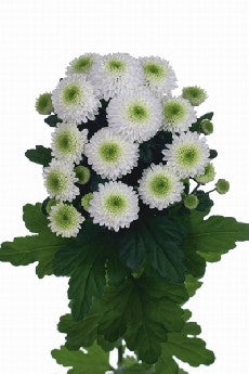 25 chrysanthèmes Santini