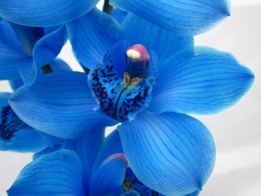 6 tiges de cymbidium bleu avec 9 à 10 fleurs par tige