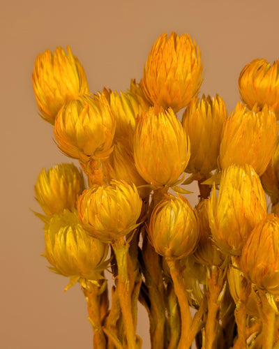Helichrysum Vestitum Geel