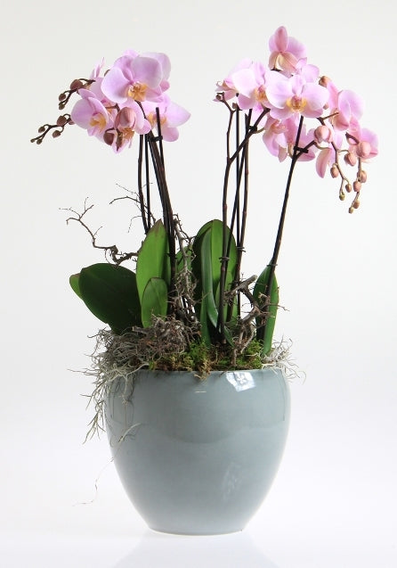 Ensemble phalaenopsis en céramique rian glace bleu