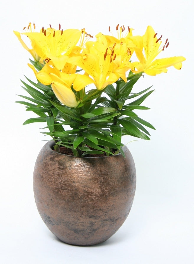 Lelie Asian in Keramik Palma Roest