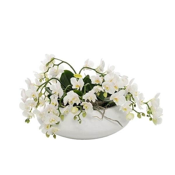 Phalaenopsis Artisto White in einer großen weißen Skala