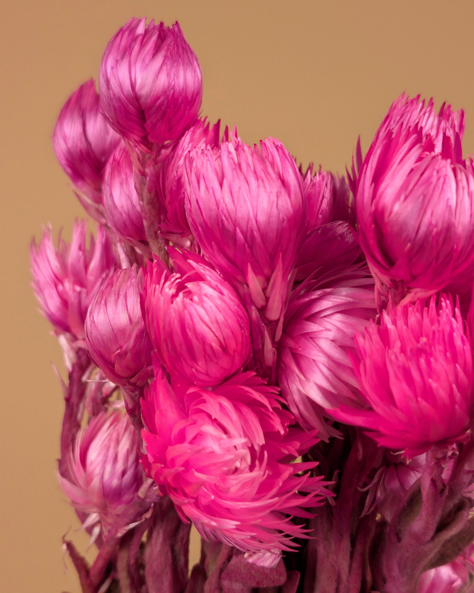 Gedroogde helichrysum vestitum – roze