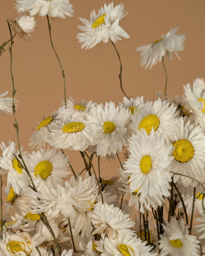 Gedroogde acroclinium – wit