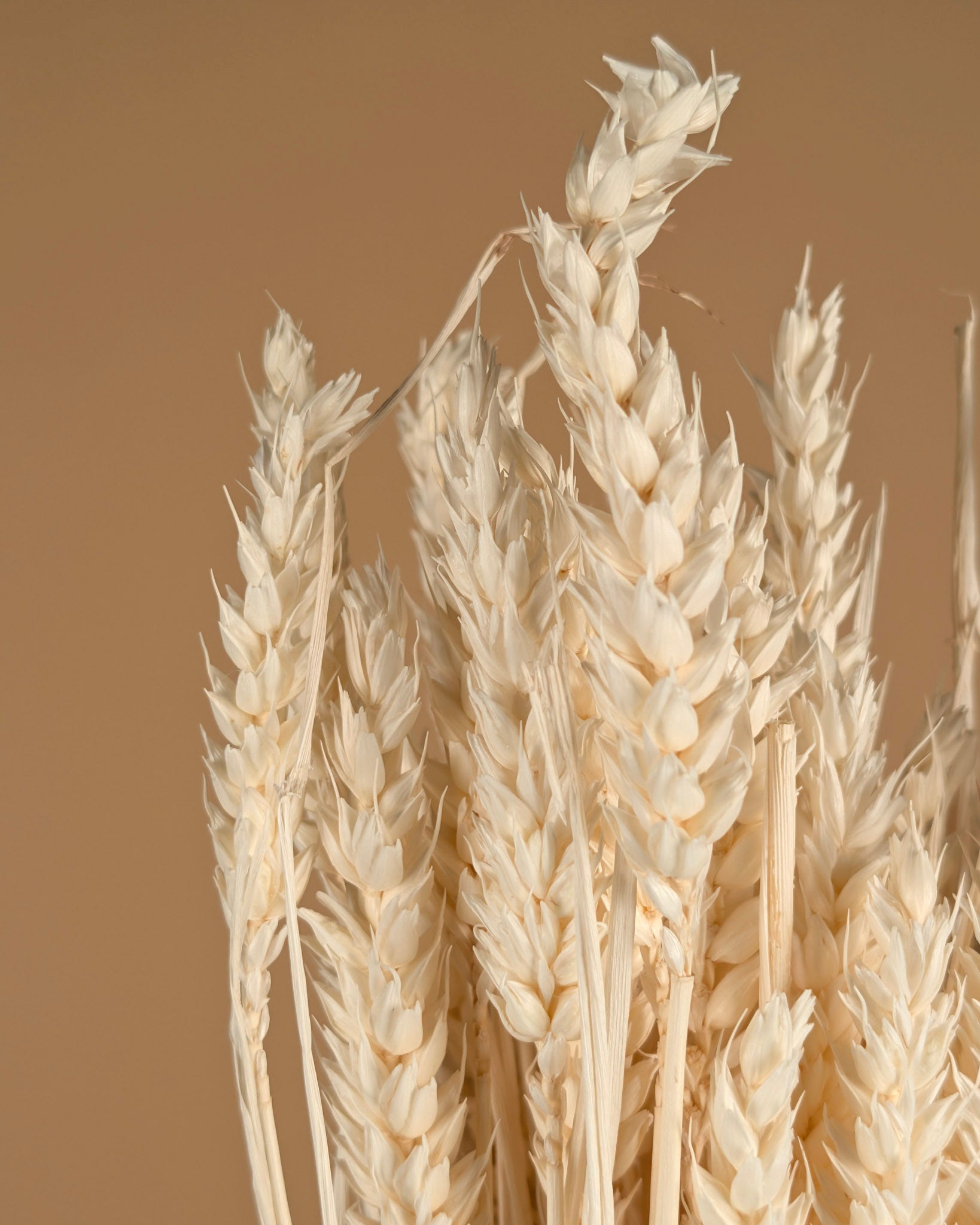 Trockener Weizenbleiche