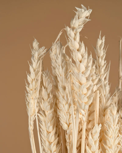 Trockener Weizenbleiche