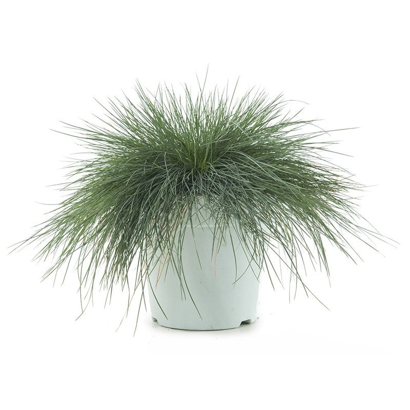 Festuca glauca (herbe pivotante) dans le pot de culture