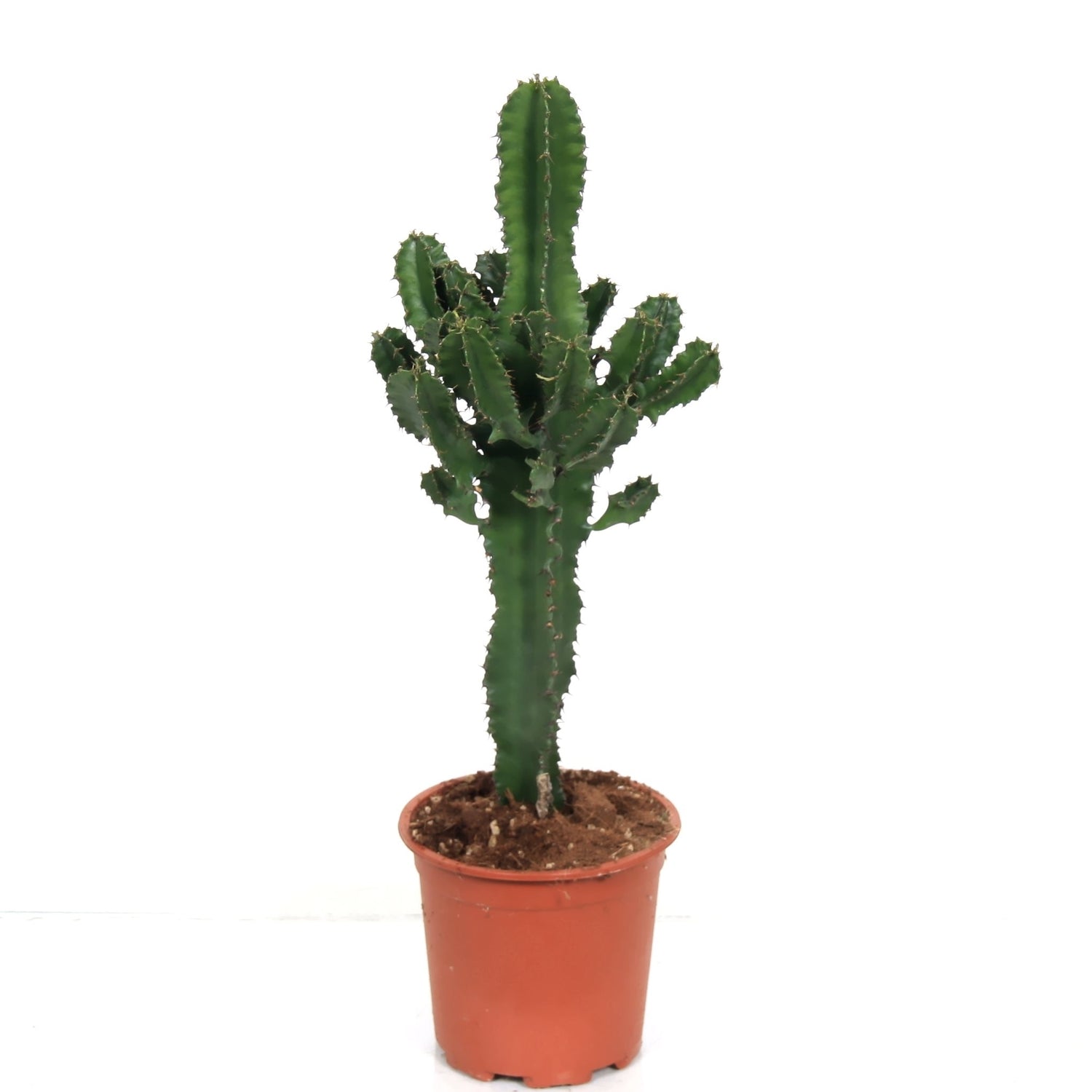 Euphorbia Érythrée dans le pot de culture