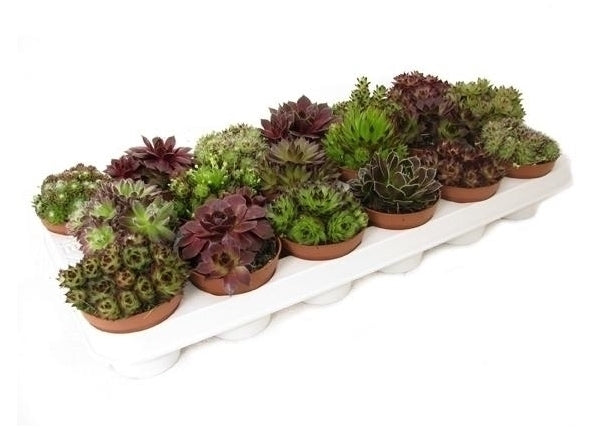 Sempervivum pot 9 cm Gemende in an auction tray