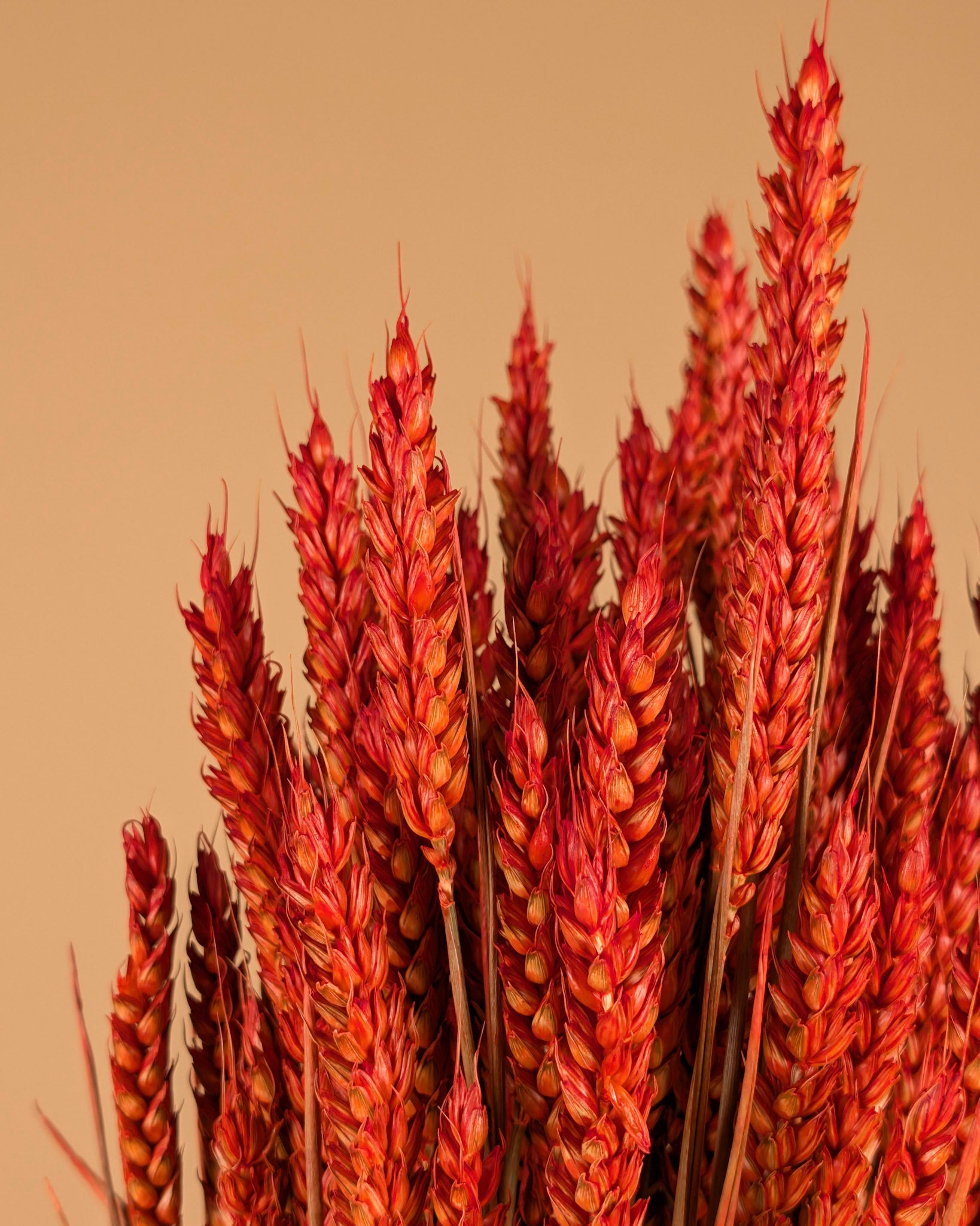 Blé séché orange foncé (triticum)