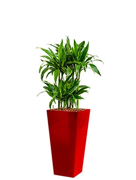 Dracaena Arturo dans un coureur de planteur en plastique