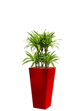 Dracaena Lemon Lime dans un coureur de planteur en plastique