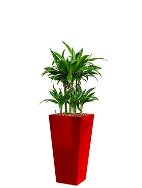 Dracaena Janet Craig dans un coureur de planteur en plastique