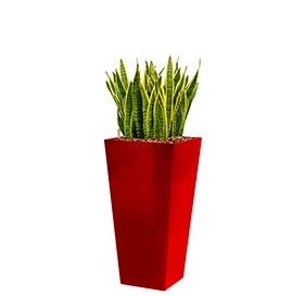 Sansevieria Laurentii dans un coureur de planteur en plastique