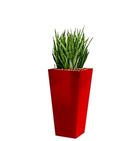 Sansevieria Kirkii dans un coureur de planteur en plastique