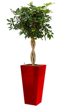 Schefflera Arboricola dans un coureur de planteur en plastique