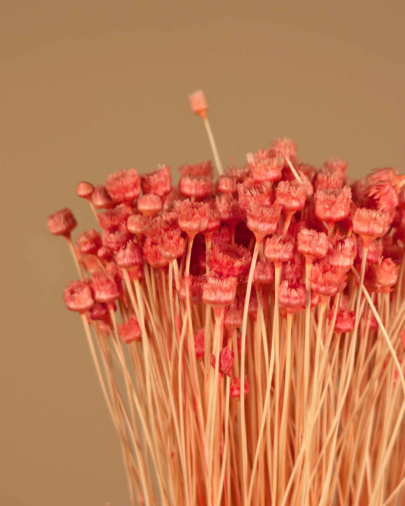 Gedroogde berina – oranje