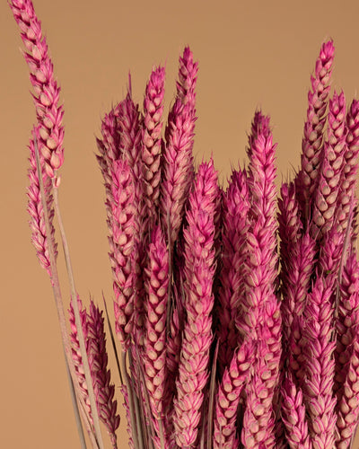 Blé rose foncé (triticum)