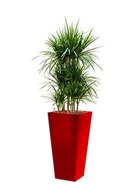 Dracaena marginata in einem Plastik -Pflanzer -Läufer