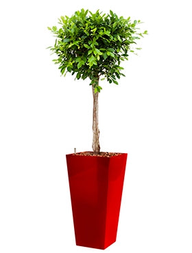 Ficus Nitida in a plastic planter runner