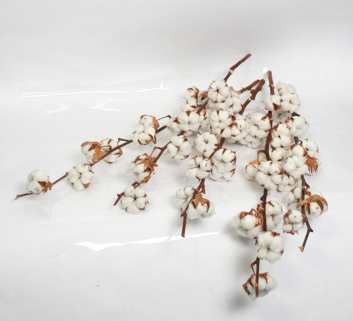 Branches de coton (gossypium) avec 13 balles extra longues