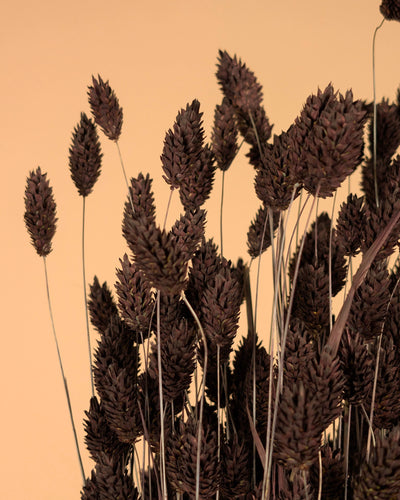 Gedroogde phalaris – donker bruin