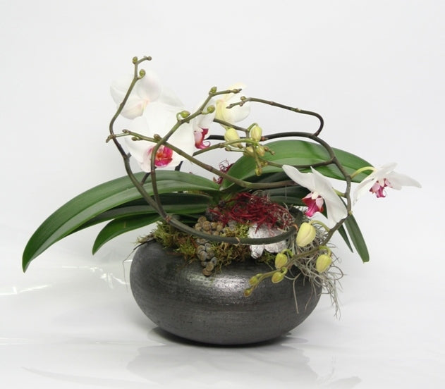 Phalaenopsis artiste arrangement blanc à une échelle ronde