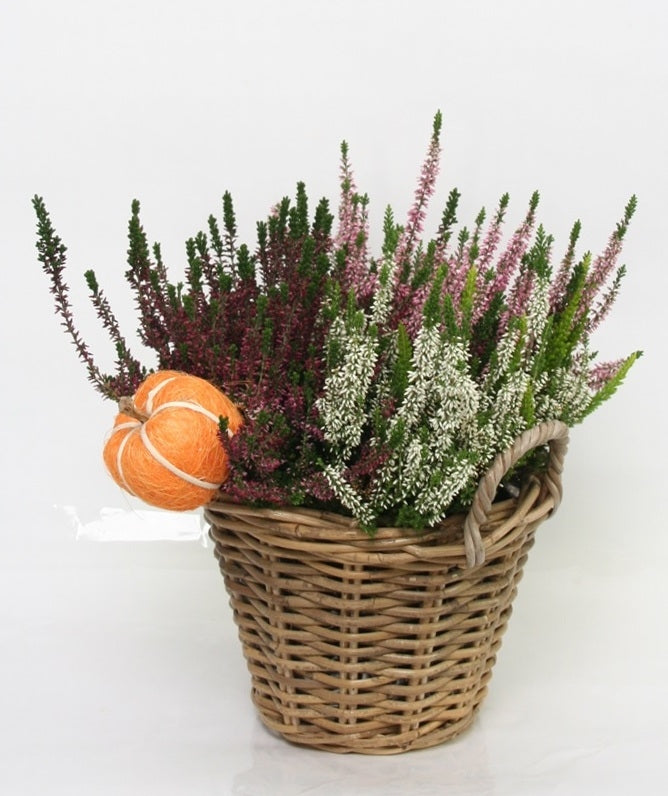 Erica Calluna vulgaris (Struikheide) in einem Korb gemischt