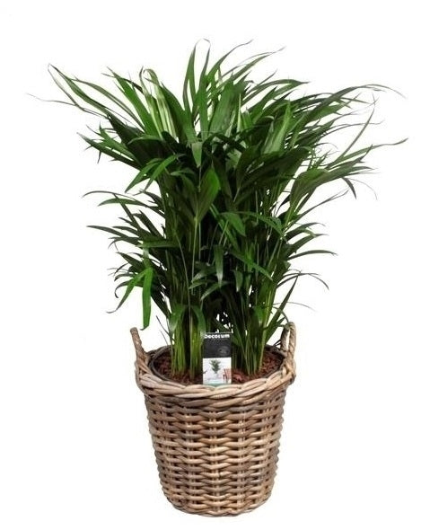 Areca dans un panier de rotin