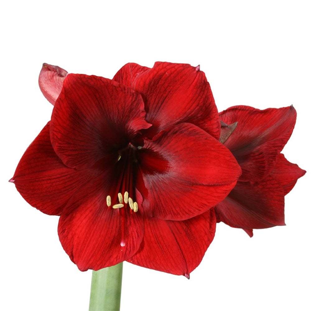12 Amaryllis stiehlt in verschiedenen Farben